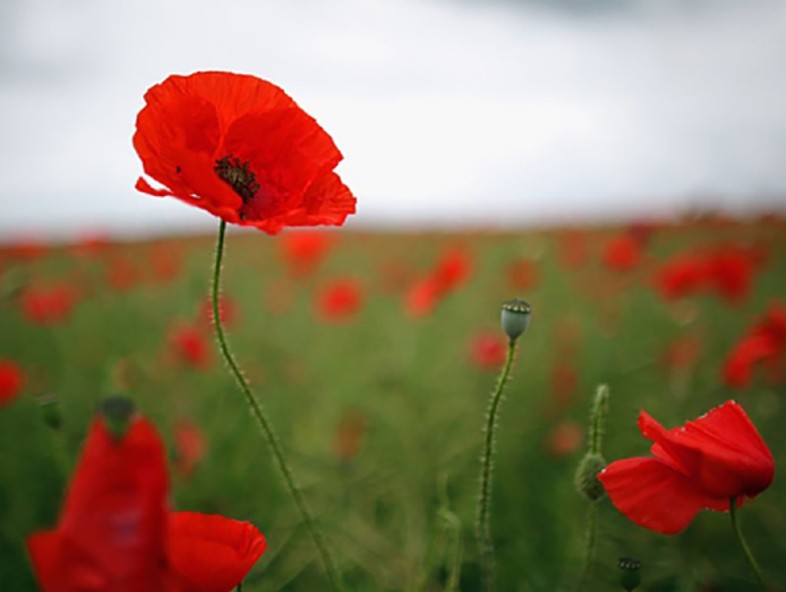 Remembrance Sunday 2022