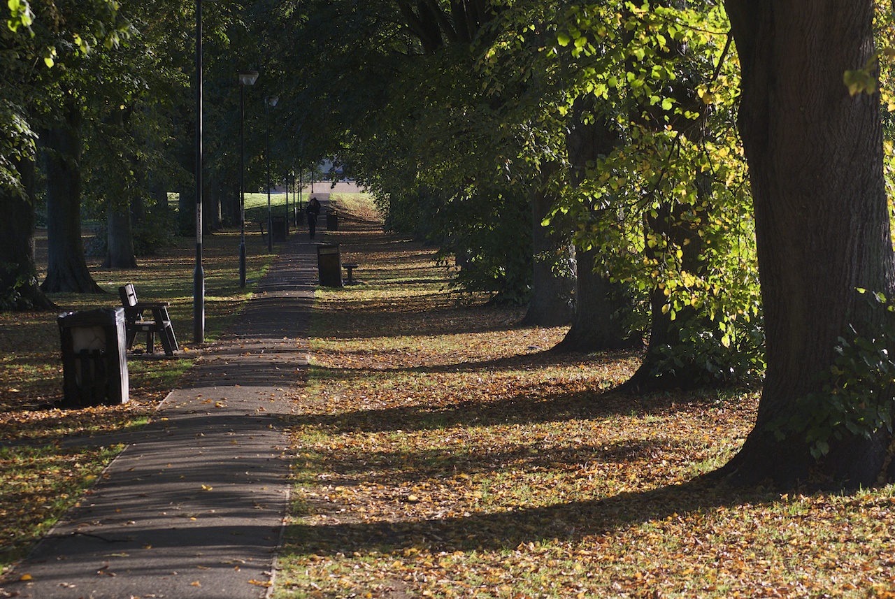 Path between trees in autumn with benches