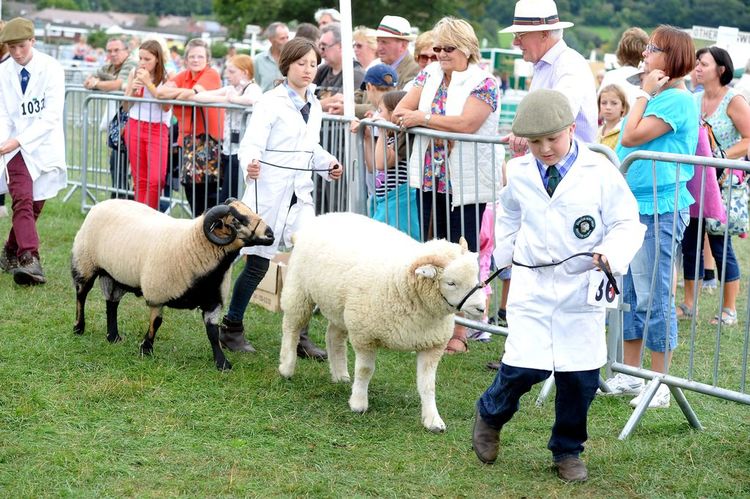 Sheep at Monmouth Show